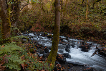 Bridal Veil Creek flowing through magical beautiful Pacific Northwest forest in the Columbia River Gorge, Oregon
