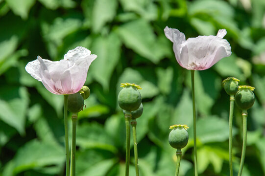 flower and boxes of opium poppy, soft focus, toning