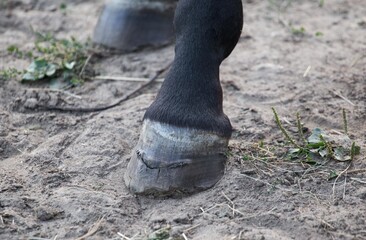 koń damaged hooves