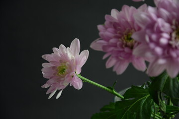 Pink flowers chryzanths on dark bacground tender chryzantemy różowe i delikatne © Anna