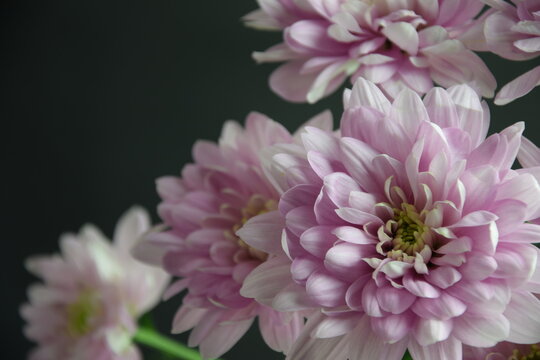Pink flowers chryzanths on dark bacground tender chryzantemy różowe i delikatne