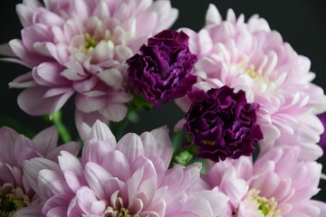 Chrysanthemums and carnations pink and violet flowers for bacground chryzantemy i goździki romantyczne i delikatne tło kwiatowe - obrazy, fototapety, plakaty