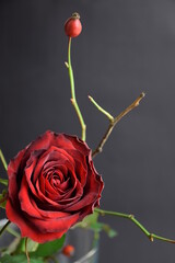 Rose and wild rose fruits red and dark background róża i owoce dzikiej róży w bukiecie - obrazy, fototapety, plakaty