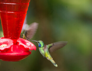 Obraz premium The Lesser Violetear hummingbird in flight