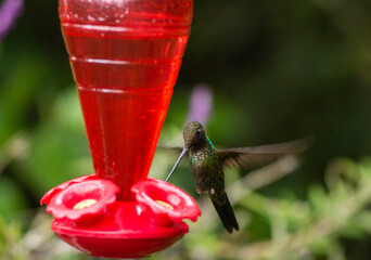 Obraz premium The Booted Racket tail Hummingbird in flight