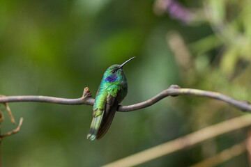 The Lesser Violetear hummingbird in flight