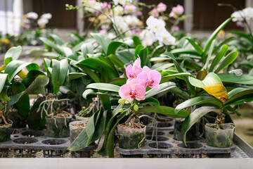 Pink Phalaenopsis orchid blossom in orchid greenhouse