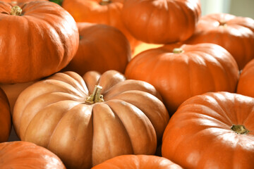 Many ripe orange pumpkins as background, closeup