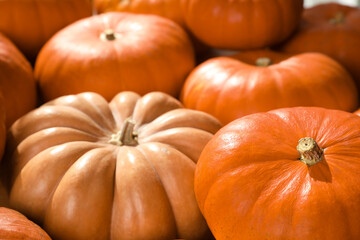 Many ripe orange pumpkins as background, closeup