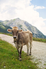 Experience the awe-inspiring beauty of the Alps with mountain goats and cows grazing in the lush fields. Get a taste of alpine life and enjoy the serenity of nature.