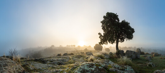 panoramic winter landscape