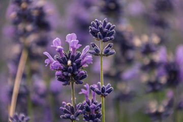blühender Lavendel auf den Lavendelfeldern