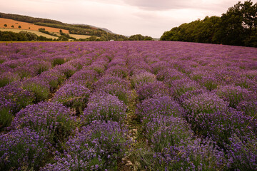 Fototapeta premium blühender Lavendel auf den Lavendelfeldern
