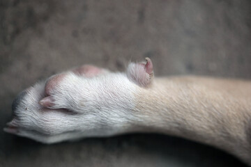 animal detail photography - closeup of a pink paw of a brown and white dog,  lying on the sand, outdoors on a sunny day in the Gambia, Africa