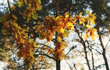Autumn yellow leaves on a branch in the sun