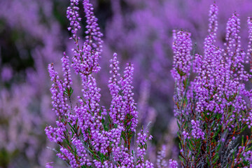 blühende Heidelandschaft