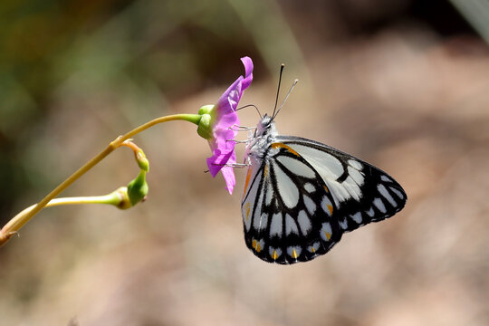 Caper White Butterfly Feeding On Flower