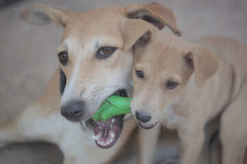 horizontal closeup photography of two dogs - adult brown and white female and a small puppy both holding a green plastic toy, looking into camera, with  natural light outdoors, in the Gambia, Africa