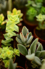 Fototapeta premium close up on different types of succulents growing next to each other in a greenhouse, different colors and shapes