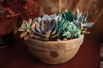 close up on a  sustainable garden comprising of different types of succulents growing next to each...