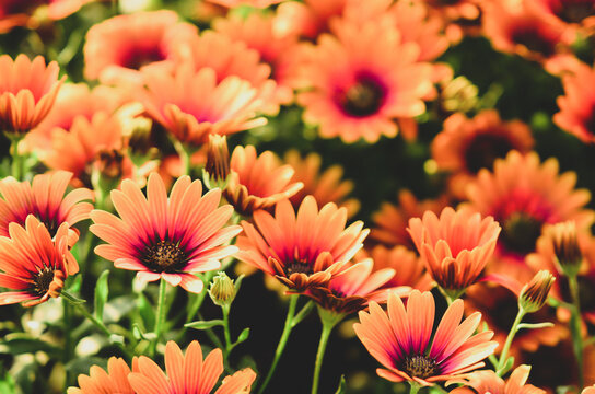 Close up on osteospermum flowers, otherwise known as African daisy