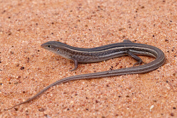 Australian Short-clawed Ctenotus Skink