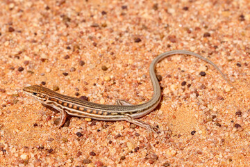 Australian Barred Wedgesnout Ctenotus skink