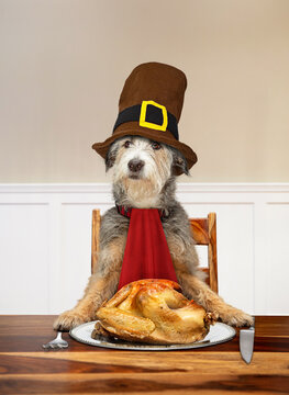 Funny Dog Carving Thanksgiving Turkey