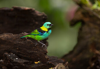 Green-headed Tanager, a pretty bird from the forests of southeast Brazil