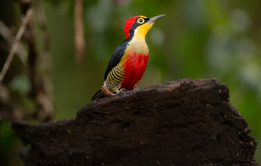 Yellow Fronted Woodpecker, a colorful bird from the forests of southeast Brazil