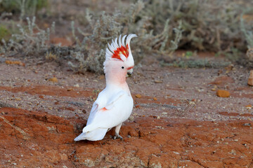 Australian Pink Cockatoo with crest erect