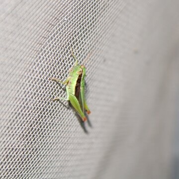 Grasshopper On Mosquito Wire Screen.