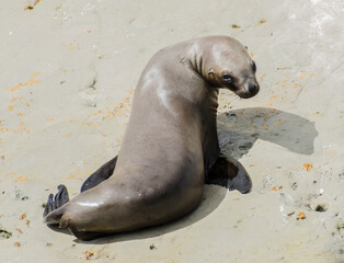 Fototapeta premium Fur seal sunbathing on the stones of the coast