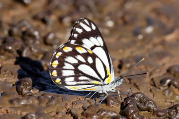 Fototapeta na wymiar Caper White Butterfly drinking from damp earth
