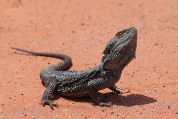 Central Bearded Dragon photographed in outback NSW Australia