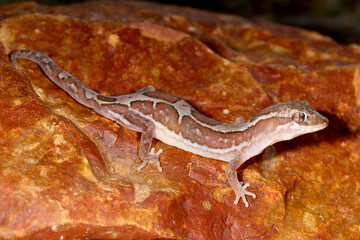 Box Petterned or Steindacherr's Gecko