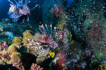 Naklejka na ściany i meble Several predatory Lionfish on a coral reef