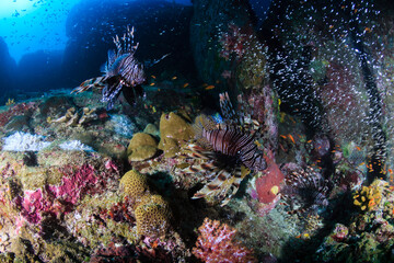 Several predatory Lionfish on a coral reef