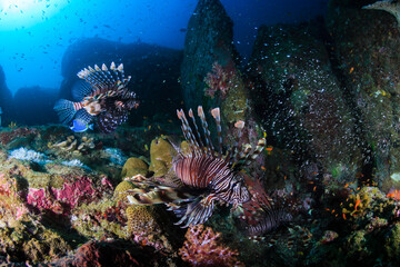Several predatory Lionfish on a coral reef