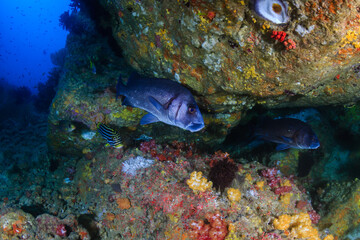 Colorful tropical fish on a coral reef
