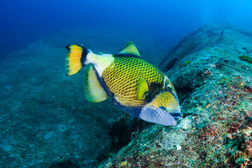 Naklejka na ściany i meble Large Titan Triggerfish feeding on a coral reef