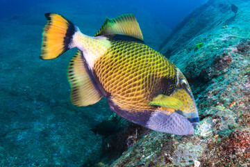 Large Titan Triggerfish feeding on a coral reef