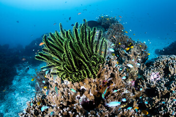 Delicate Crinoids on a tropical coral reef