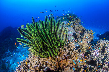 Fototapeta na wymiar Delicate Crinoids on a tropical coral reef