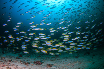 Fototapeta na wymiar Tropical fish on a dark coral reef at dawn