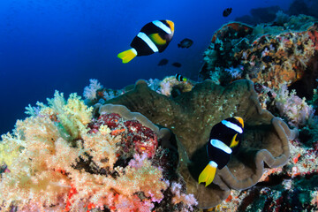 Fototapeta na wymiar Banded Clownfish on a tropical coral reef
