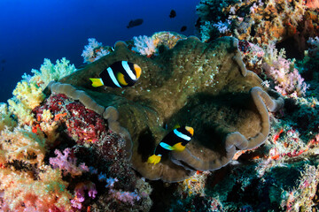 Banded Clownfish on a tropical coral reef