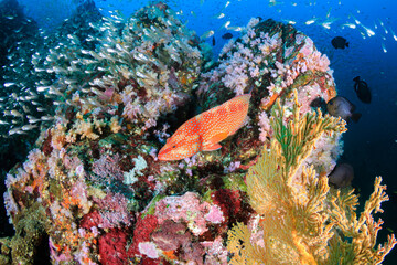 Fototapeta na wymiar Colorful tropical fish on a coral reef in Asia