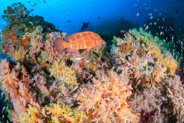 Naklejka na ściany i meble Tropical fish on a colorful tropical coral reef