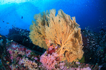 Fototapeta na wymiar Colorful tropical fish on a coral reef in Asia